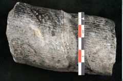 Foto (Detailansicht) von Calamites communis Ettingshausen (NHMW-GEO-2024-0188-10964)